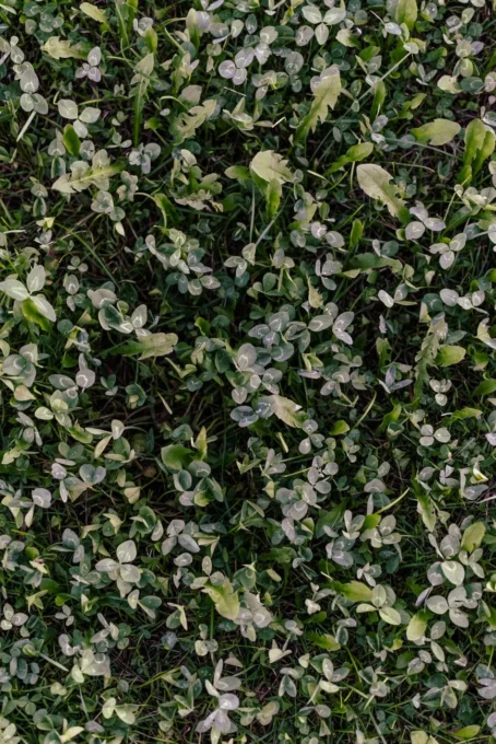Flexy way plus ou leaf: qual vale mais