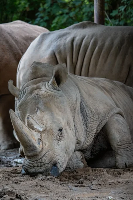 Dt3 rhino: vale o conforto